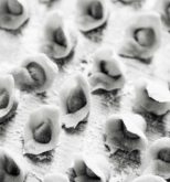 La storia dei cappelletti
